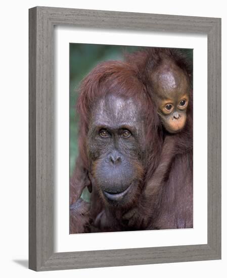 Orangutan Mother with Baby on Her Back, Tanjung National Park, Borneo-Theo Allofs-Framed Photographic Print