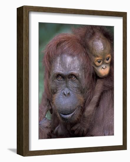 Orangutan Mother with Baby on Her Back, Tanjung National Park, Borneo-Theo Allofs-Framed Photographic Print