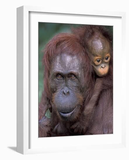 Orangutan Mother with Baby on Her Back, Tanjung National Park, Borneo-Theo Allofs-Framed Photographic Print