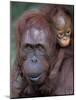 Orangutan Mother with Baby on Her Back, Tanjung National Park, Borneo-Theo Allofs-Mounted Photographic Print