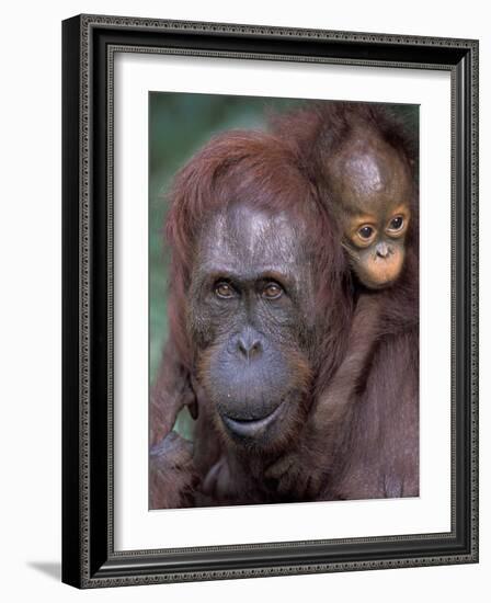 Orangutan Mother with Baby on Her Back, Tanjung National Park, Borneo-Theo Allofs-Framed Photographic Print