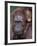 Orangutan Mother with Baby on Her Back, Tanjung National Park, Borneo-Theo Allofs-Framed Photographic Print