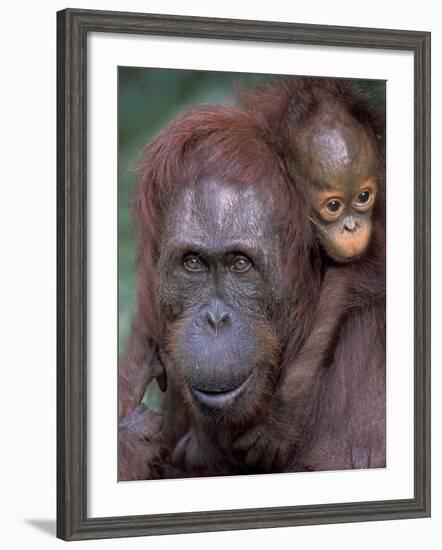 Orangutan Mother with Baby on Her Back, Tanjung National Park, Borneo-Theo Allofs-Framed Photographic Print