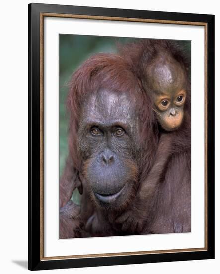 Orangutan Mother with Baby on Her Back, Tanjung National Park, Borneo-Theo Allofs-Framed Photographic Print