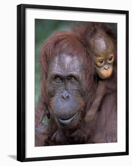 Orangutan Mother with Baby on Her Back, Tanjung National Park, Borneo-Theo Allofs-Framed Photographic Print