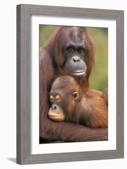 Orangutan Mother with Baby-null-Framed Photographic Print