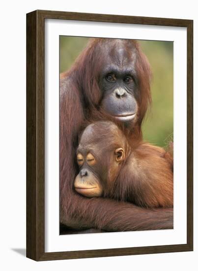 Orangutan Mother with Baby-null-Framed Photographic Print