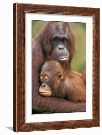 Orangutan Mother with Baby-null-Framed Photographic Print