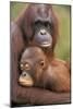 Orangutan Mother with Baby-null-Mounted Photographic Print