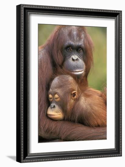 Orangutan Mother with Baby-null-Framed Photographic Print