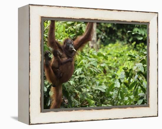 Orangutan (Pongo Borneo), Sabah, Borneo, Malaysia, Southeast Asia, Asia-Jochen Schlenker-Framed Premier Image Canvas