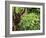 Orangutan (Pongo Borneo), Sabah, Borneo, Malaysia, Southeast Asia, Asia-Jochen Schlenker-Framed Photographic Print