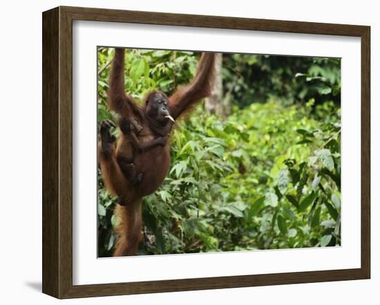 Orangutan (Pongo Borneo), Sabah, Borneo, Malaysia, Southeast Asia, Asia-Jochen Schlenker-Framed Photographic Print