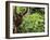 Orangutan (Pongo Borneo), Sabah, Borneo, Malaysia, Southeast Asia, Asia-Jochen Schlenker-Framed Photographic Print