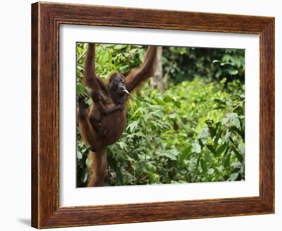 Orangutan (Pongo Borneo), Sabah, Borneo, Malaysia, Southeast Asia, Asia-Jochen Schlenker-Framed Photographic Print