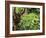 Orangutan (Pongo Borneo), Sabah, Borneo, Malaysia, Southeast Asia, Asia-Jochen Schlenker-Framed Photographic Print