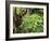 Orangutan (Pongo Borneo), Sabah, Borneo, Malaysia, Southeast Asia, Asia-Jochen Schlenker-Framed Photographic Print