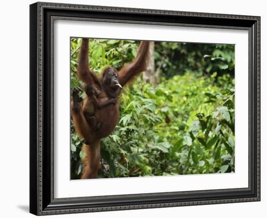 Orangutan (Pongo Borneo), Sabah, Borneo, Malaysia, Southeast Asia, Asia-Jochen Schlenker-Framed Photographic Print