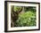 Orangutan (Pongo Borneo), Sabah, Borneo, Malaysia, Southeast Asia, Asia-Jochen Schlenker-Framed Photographic Print