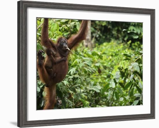 Orangutan (Pongo Borneo), Sabah, Borneo, Malaysia, Southeast Asia, Asia-Jochen Schlenker-Framed Photographic Print