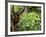 Orangutan (Pongo Borneo), Sabah, Borneo, Malaysia, Southeast Asia, Asia-Jochen Schlenker-Framed Photographic Print