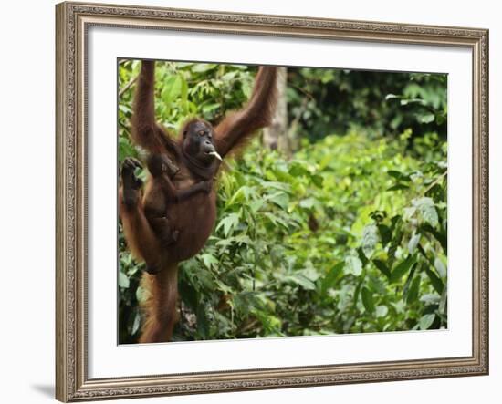 Orangutan (Pongo Borneo), Sabah, Borneo, Malaysia, Southeast Asia, Asia-Jochen Schlenker-Framed Photographic Print
