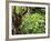 Orangutan (Pongo Borneo), Sabah, Borneo, Malaysia, Southeast Asia, Asia-Jochen Schlenker-Framed Photographic Print