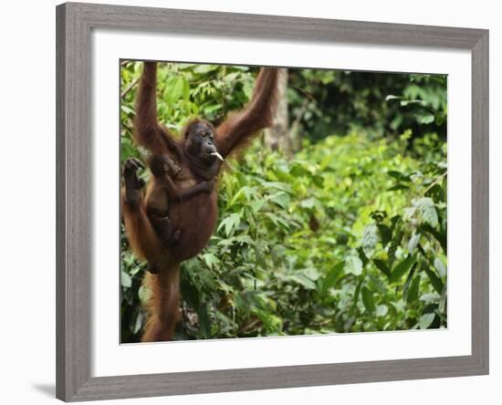 Orangutan (Pongo Borneo), Sabah, Borneo, Malaysia, Southeast Asia, Asia-Jochen Schlenker-Framed Photographic Print