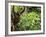 Orangutan (Pongo Borneo), Sabah, Borneo, Malaysia, Southeast Asia, Asia-Jochen Schlenker-Framed Photographic Print