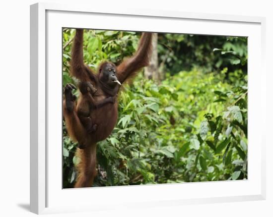 Orangutan (Pongo Borneo), Sabah, Borneo, Malaysia, Southeast Asia, Asia-Jochen Schlenker-Framed Photographic Print