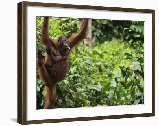 Orangutan (Pongo Borneo), Sabah, Borneo, Malaysia, Southeast Asia, Asia-Jochen Schlenker-Framed Photographic Print