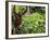 Orangutan (Pongo Borneo), Sabah, Borneo, Malaysia, Southeast Asia, Asia-Jochen Schlenker-Framed Photographic Print