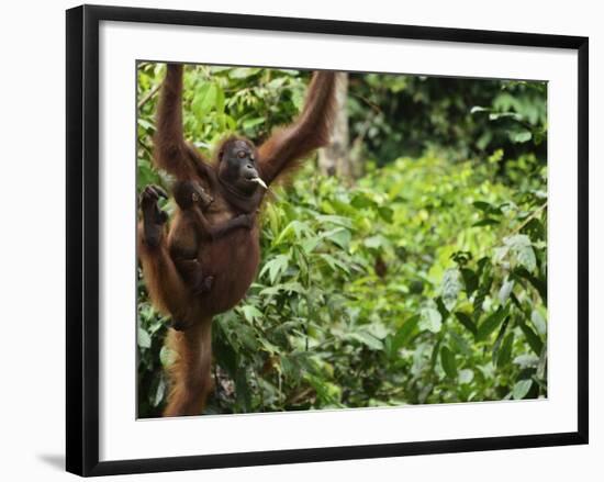 Orangutan (Pongo Borneo), Sabah, Borneo, Malaysia, Southeast Asia, Asia-Jochen Schlenker-Framed Photographic Print