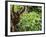 Orangutan (Pongo Borneo), Sabah, Borneo, Malaysia, Southeast Asia, Asia-Jochen Schlenker-Framed Photographic Print