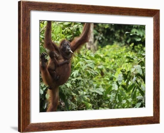 Orangutan (Pongo Borneo), Sabah, Borneo, Malaysia, Southeast Asia, Asia-Jochen Schlenker-Framed Photographic Print