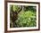 Orangutan (Pongo Borneo), Sabah, Borneo, Malaysia, Southeast Asia, Asia-Jochen Schlenker-Framed Photographic Print