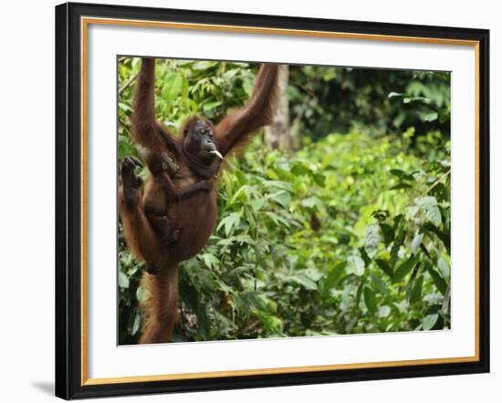 Orangutan (Pongo Borneo), Sabah, Borneo, Malaysia, Southeast Asia, Asia-Jochen Schlenker-Framed Photographic Print