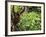 Orangutan (Pongo Borneo), Sabah, Borneo, Malaysia, Southeast Asia, Asia-Jochen Schlenker-Framed Photographic Print