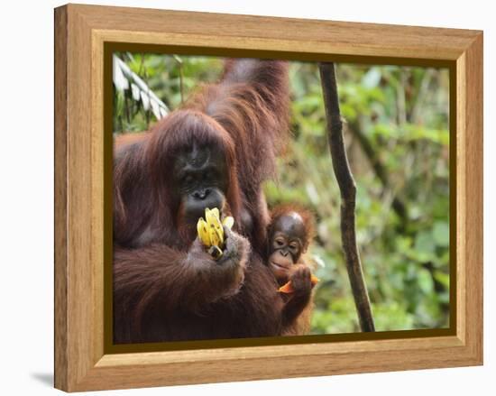 Orangutan (Pongo Borneo), Semenggoh Wildlife Reserve, Sarawak, Borneo, Malaysia-Jochen Schlenker-Framed Premier Image Canvas