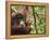 Orangutan (Pongo Borneo), Semenggoh Wildlife Reserve, Sarawak, Borneo, Malaysia-Jochen Schlenker-Framed Premier Image Canvas