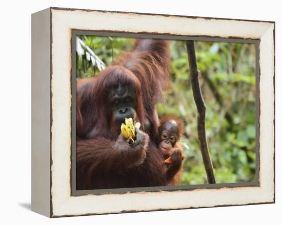 Orangutan (Pongo Borneo), Semenggoh Wildlife Reserve, Sarawak, Borneo, Malaysia-Jochen Schlenker-Framed Premier Image Canvas