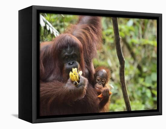 Orangutan (Pongo Borneo), Semenggoh Wildlife Reserve, Sarawak, Borneo, Malaysia-Jochen Schlenker-Framed Premier Image Canvas