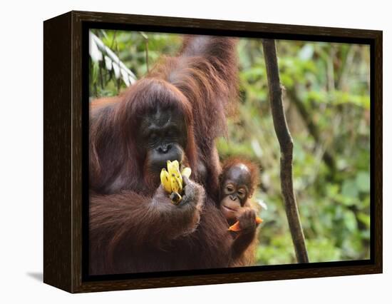 Orangutan (Pongo Borneo), Semenggoh Wildlife Reserve, Sarawak, Borneo, Malaysia-Jochen Schlenker-Framed Premier Image Canvas