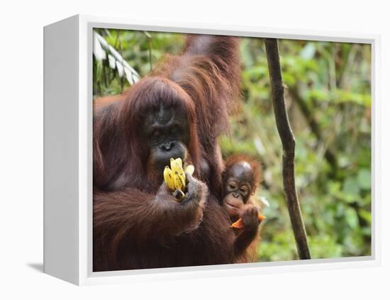 Orangutan (Pongo Borneo), Semenggoh Wildlife Reserve, Sarawak, Borneo, Malaysia-Jochen Schlenker-Framed Premier Image Canvas