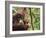 Orangutan (Pongo Borneo), Semenggoh Wildlife Reserve, Sarawak, Borneo, Malaysia-Jochen Schlenker-Framed Photographic Print