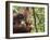 Orangutan (Pongo Borneo), Semenggoh Wildlife Reserve, Sarawak, Borneo, Malaysia-Jochen Schlenker-Framed Photographic Print