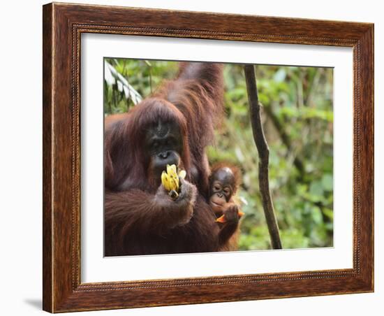 Orangutan (Pongo Borneo), Semenggoh Wildlife Reserve, Sarawak, Borneo, Malaysia-Jochen Schlenker-Framed Photographic Print