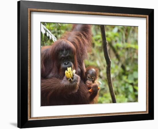 Orangutan (Pongo Borneo), Semenggoh Wildlife Reserve, Sarawak, Borneo, Malaysia-Jochen Schlenker-Framed Photographic Print