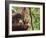 Orangutan (Pongo Borneo), Semenggoh Wildlife Reserve, Sarawak, Borneo, Malaysia-Jochen Schlenker-Framed Photographic Print