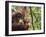 Orangutan (Pongo Borneo), Semenggoh Wildlife Reserve, Sarawak, Borneo, Malaysia-Jochen Schlenker-Framed Photographic Print